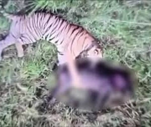 నేలకోటలో పెద్దపులి కలకలం