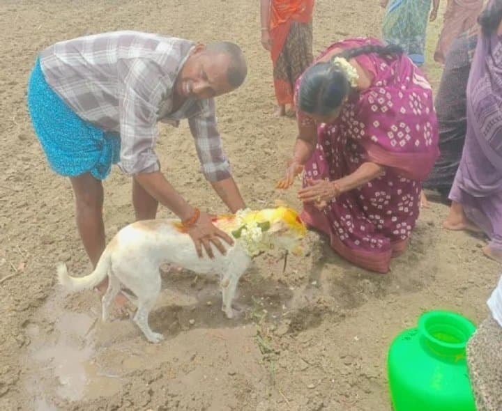వర్షం కోసం శునకానికి పూజలు