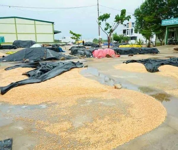 అకాల వర్షాలతో రైతన్నల కన్నీరు