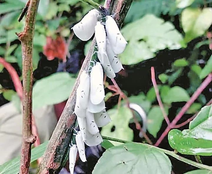 రంగుతో మాయ చేసే కీటకాలు