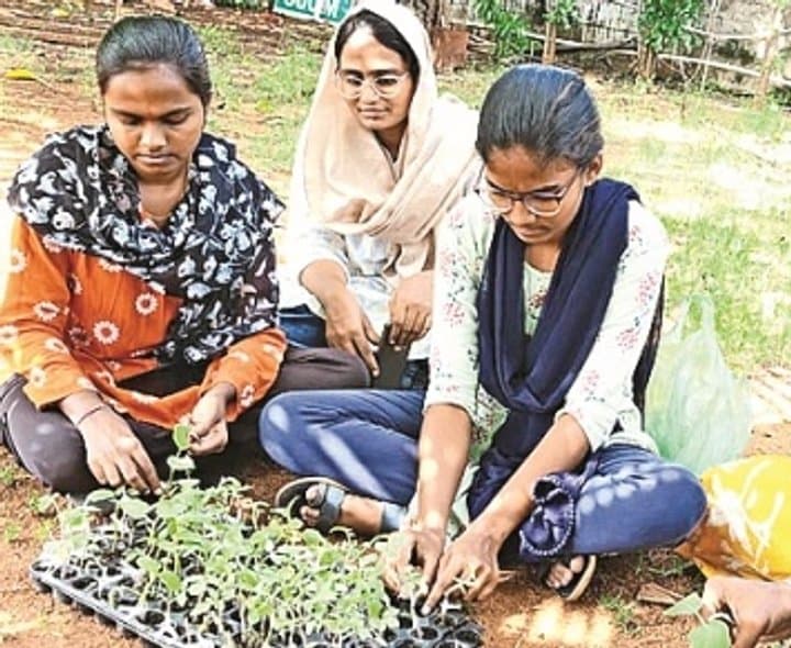 వంకాయ వేరుపై టమాట సాగు
